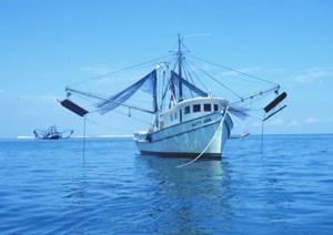Shrimp fisheries under scrutiny