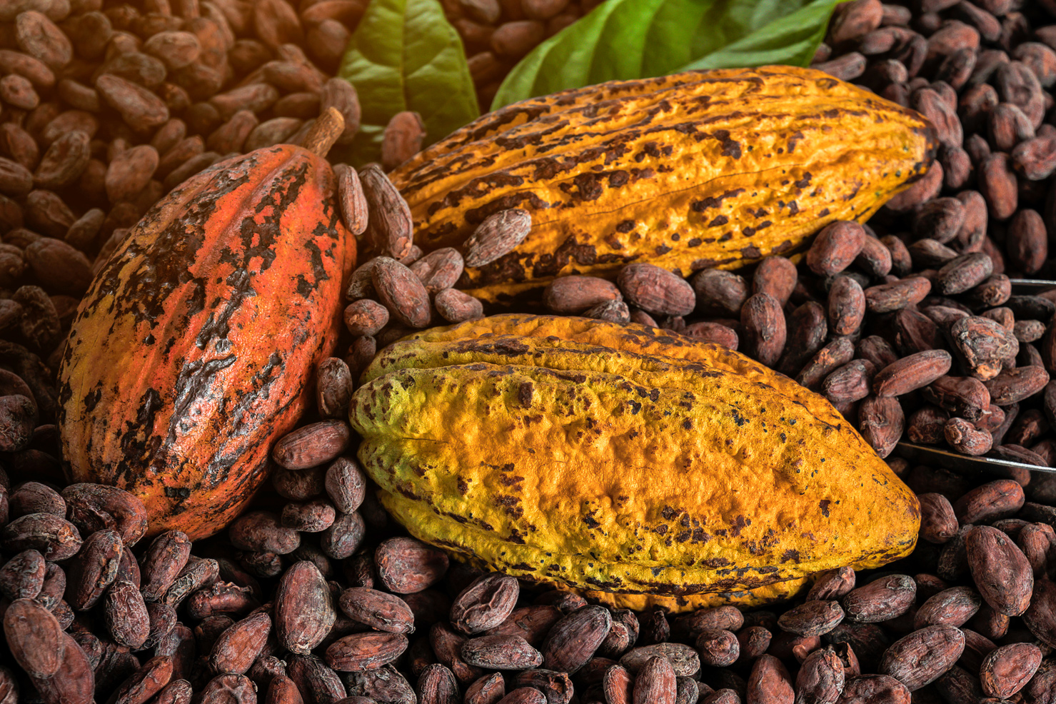 El Resurgimiento Del Cacao En La Isla Tropical De Santa Luc A   St Lucia Cocoa 4 