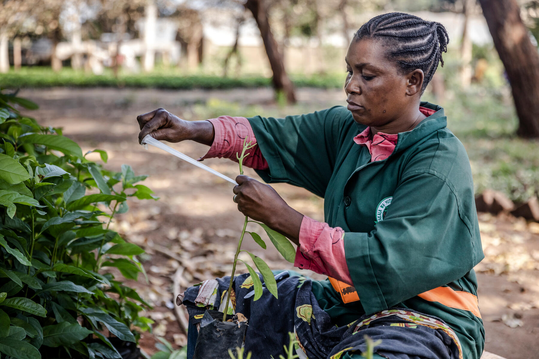 © FAO/Luis Tato