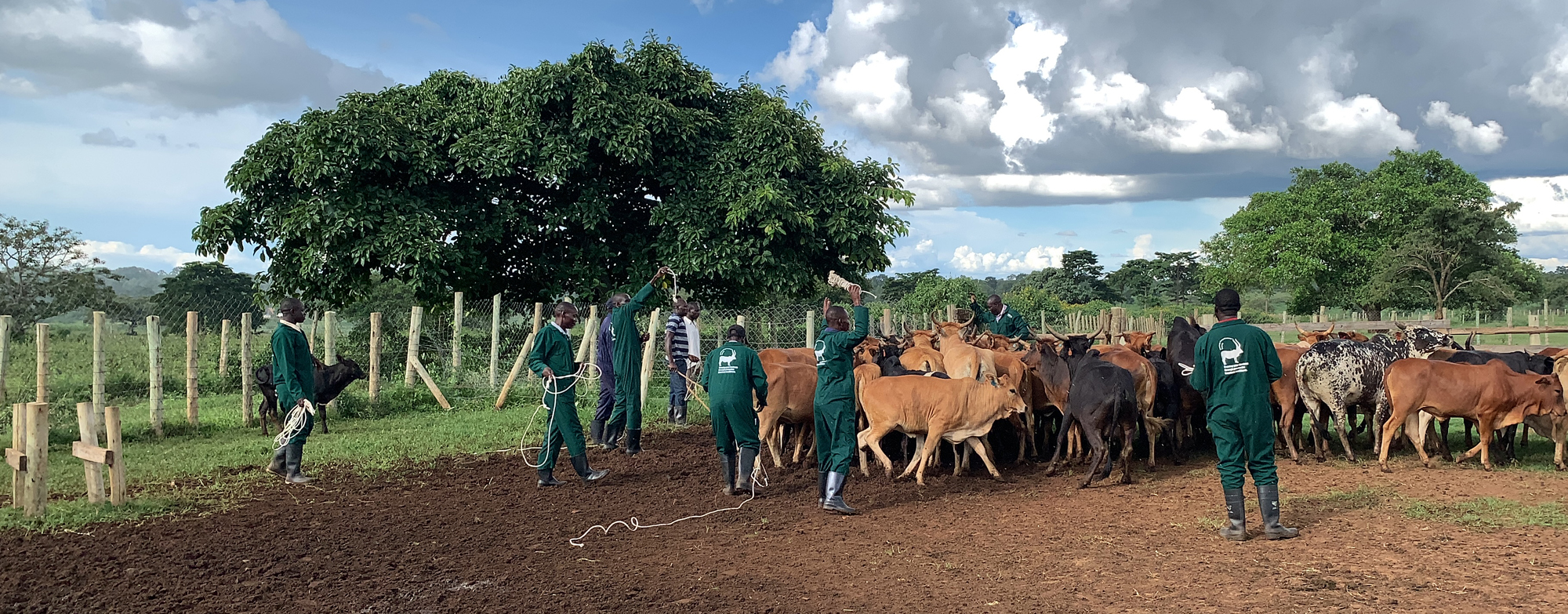 Strengthening smallholder farmer access to livestock services