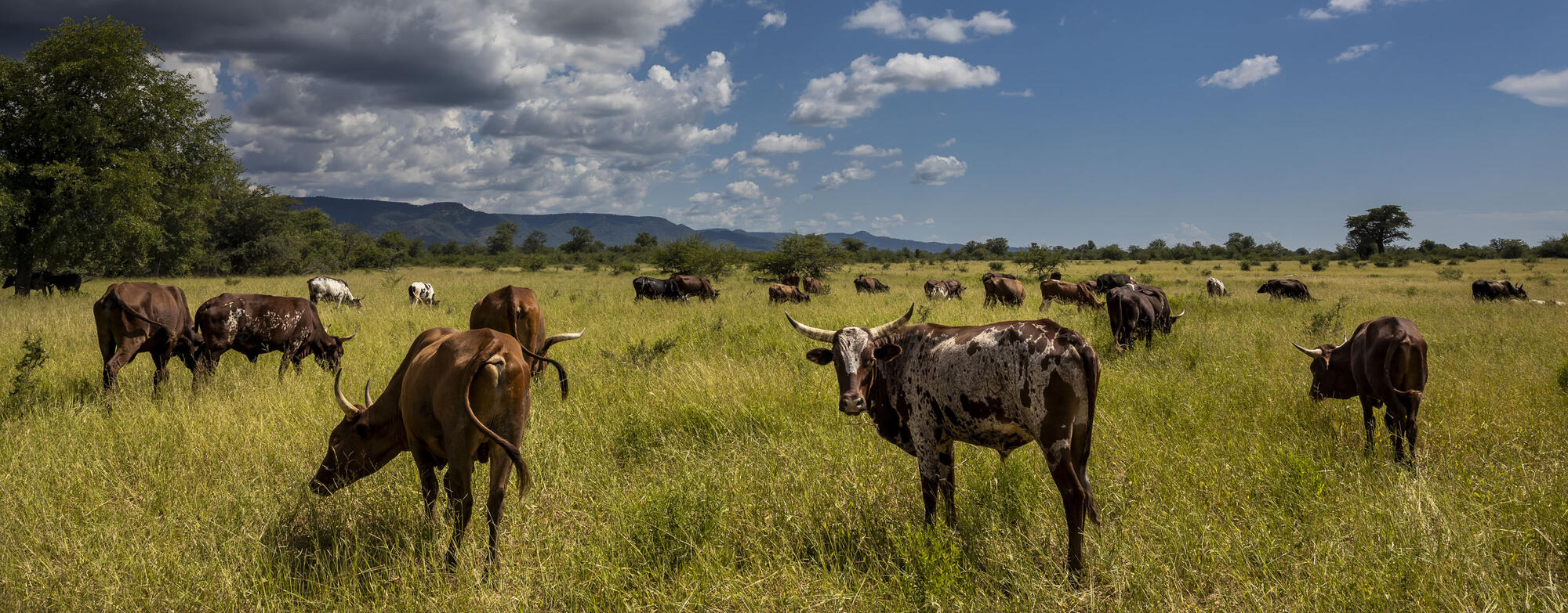 © Brent Stirton/Getty Images for FAO, CIRAD, CIFOR, WCS