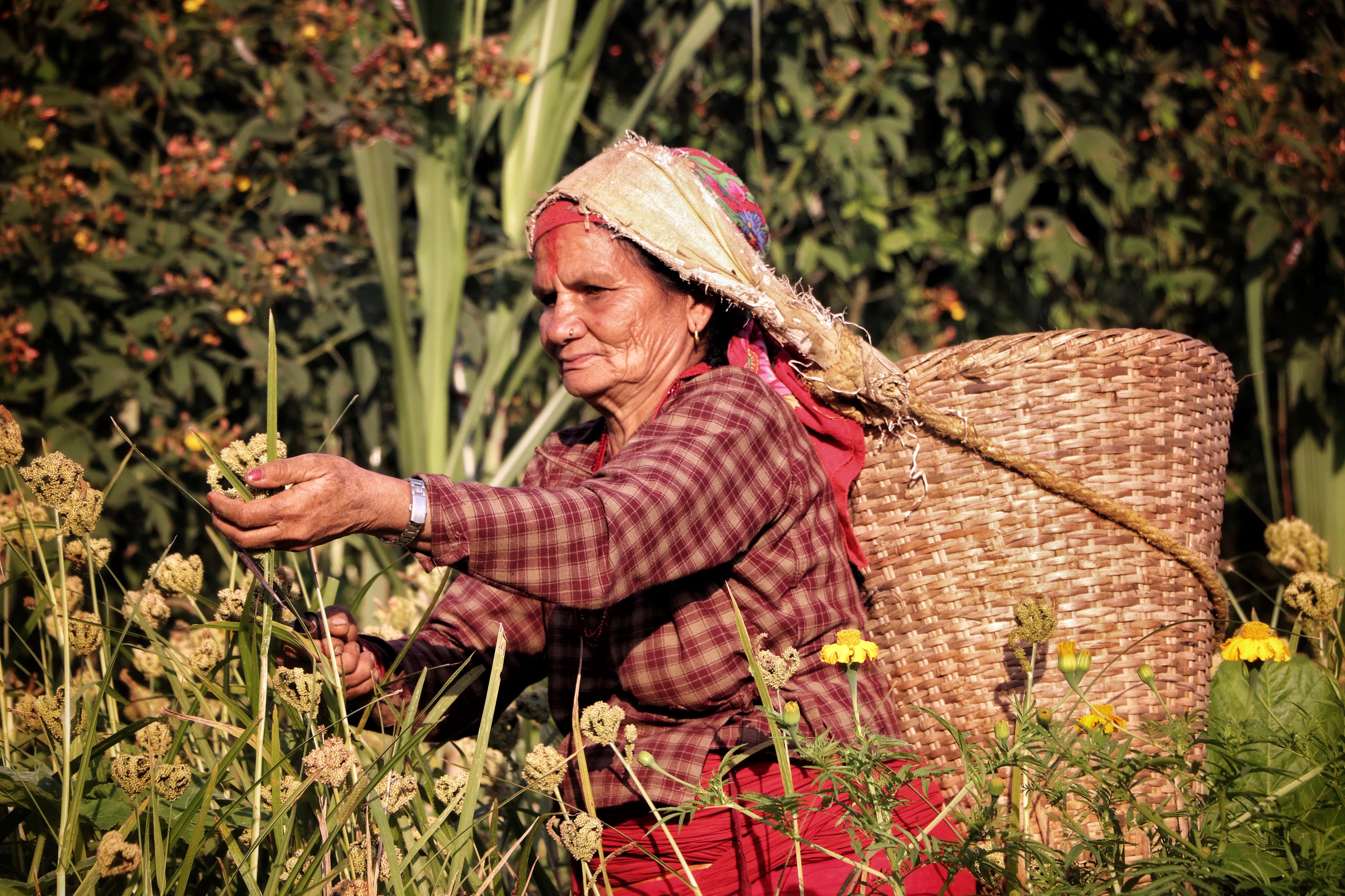 International Year of Millets Photo Contest Second prize