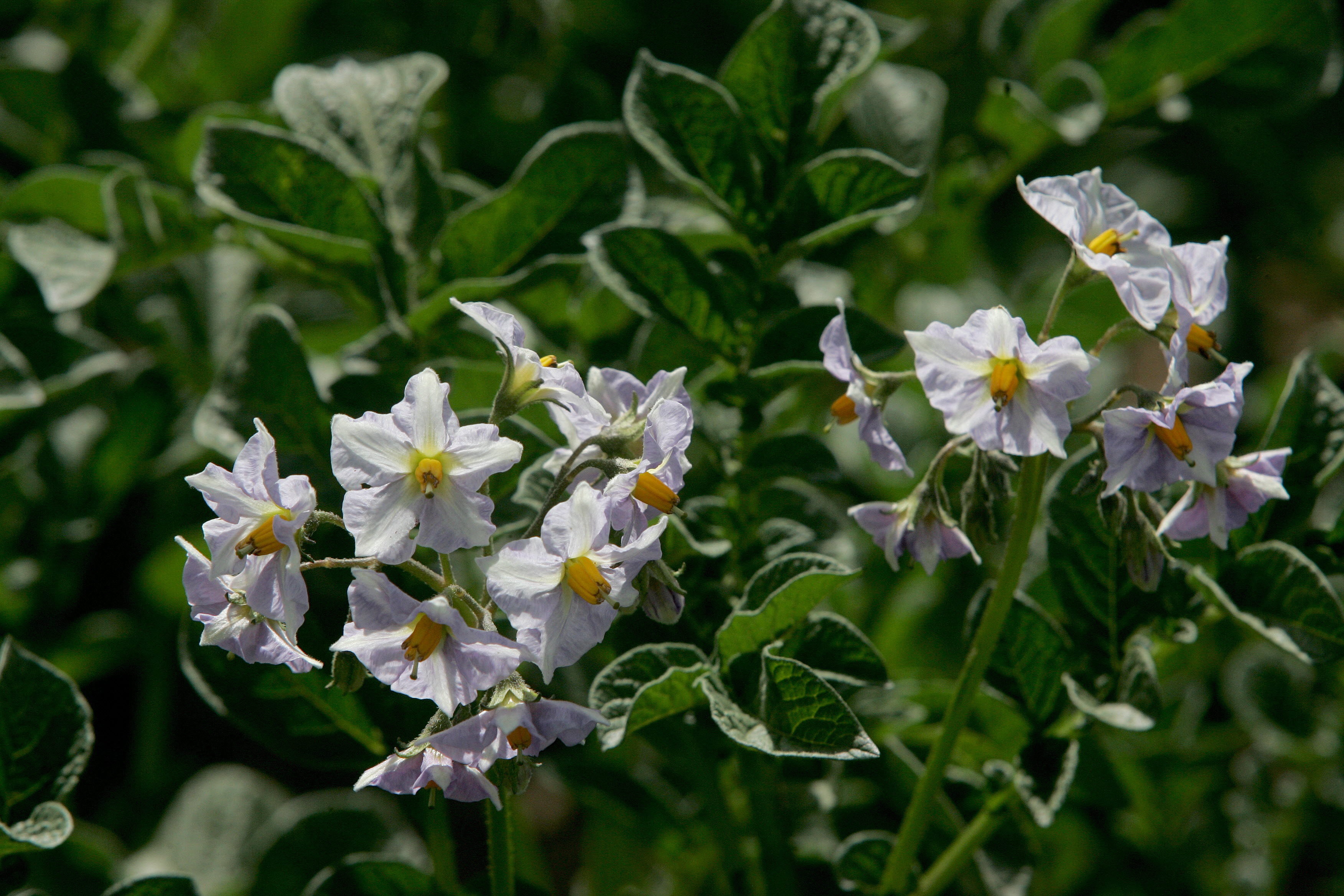 Potato Flowers | International Day of Potato FAO