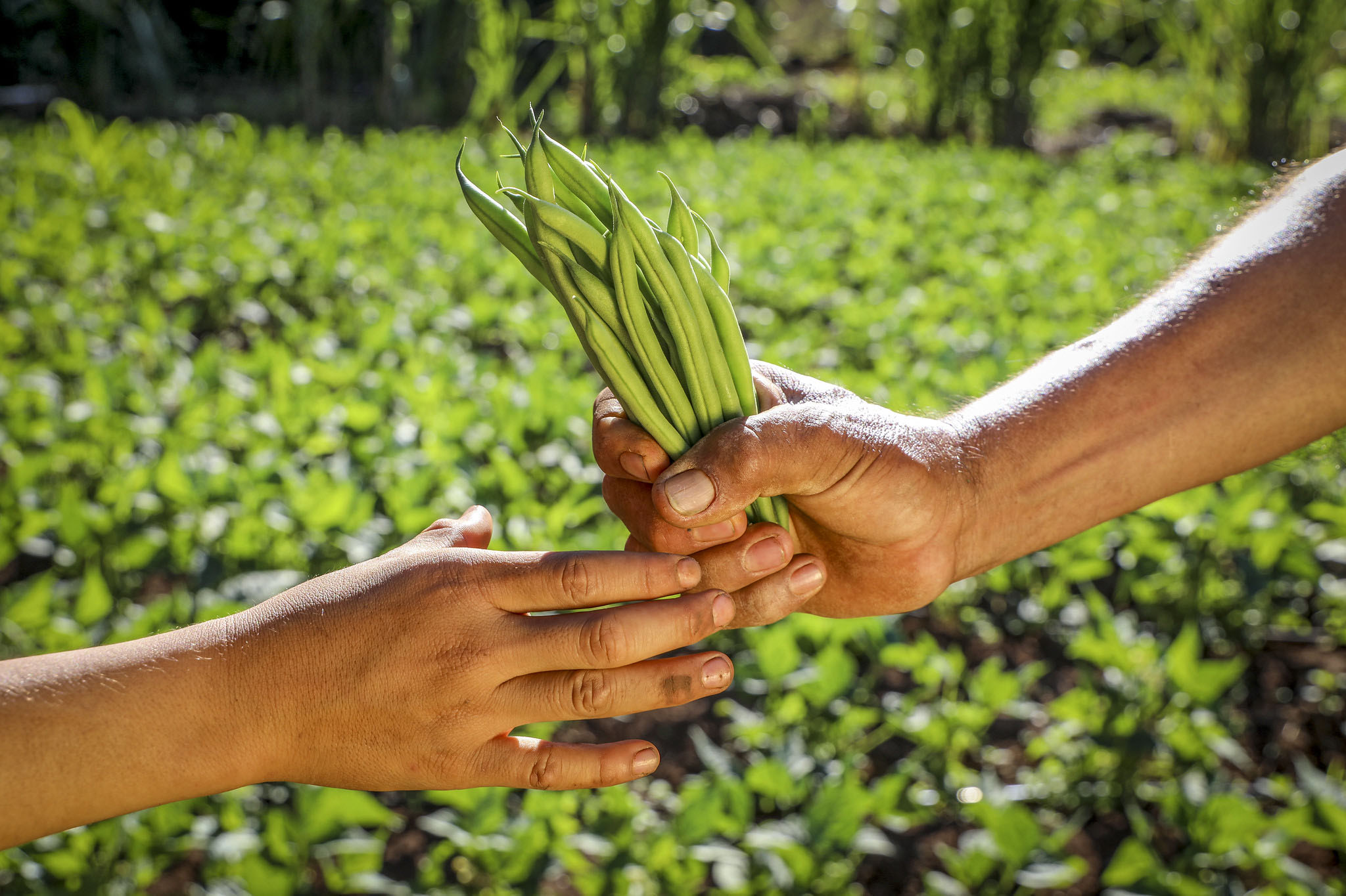 Food safety talks between U.S. and Mexico focus on building partnership