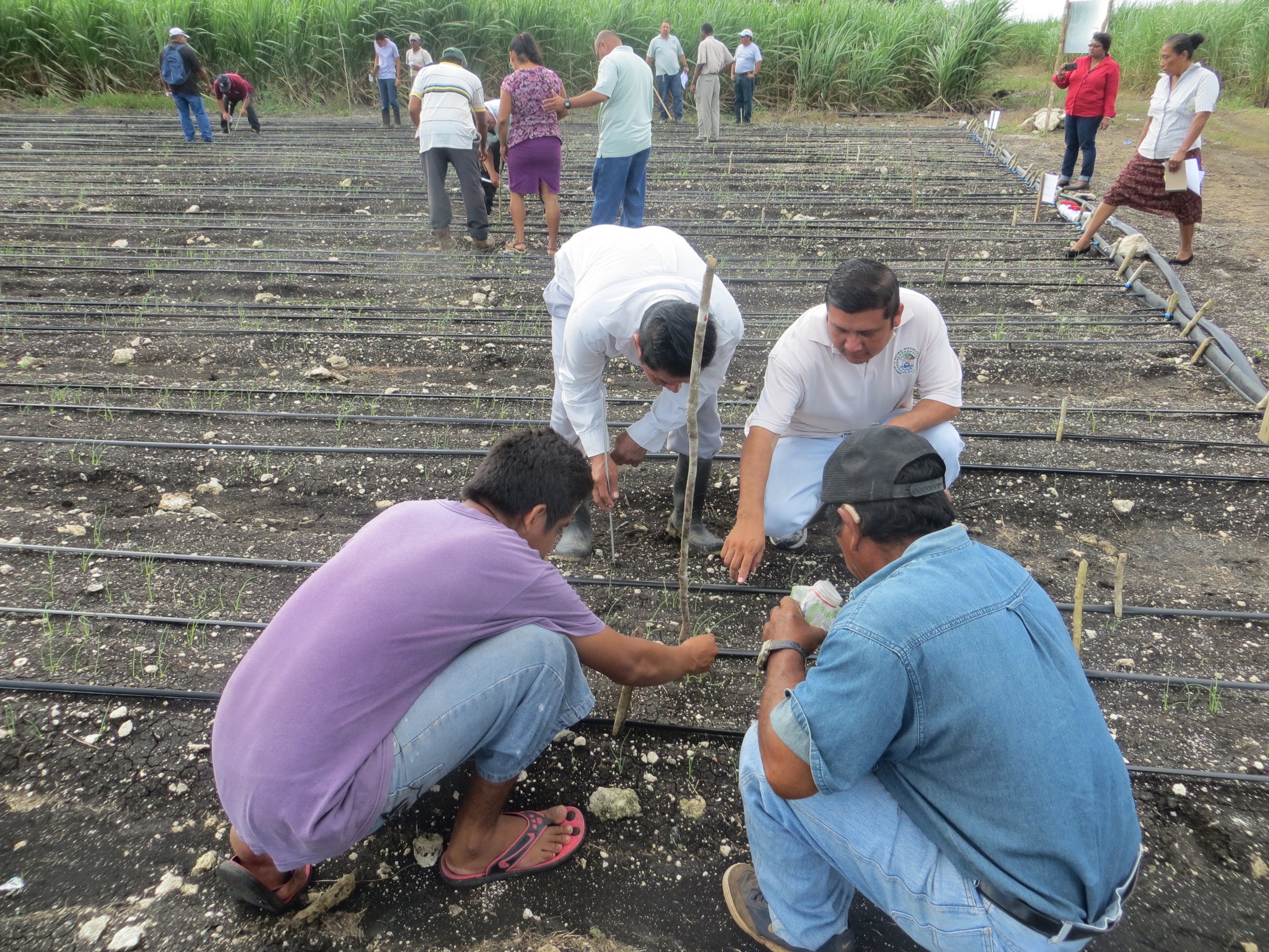 Belize SCALA private sector facility