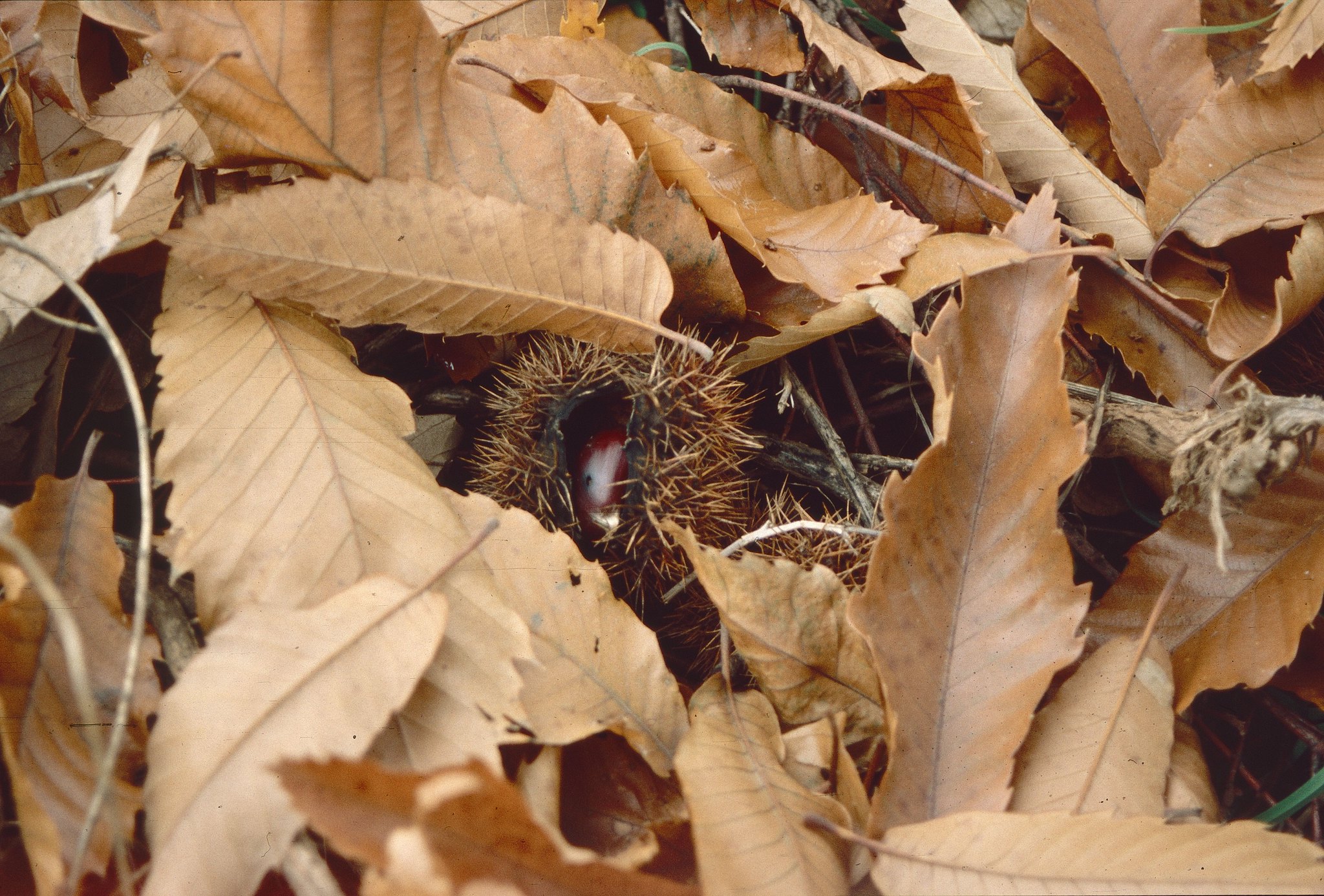 chestnut