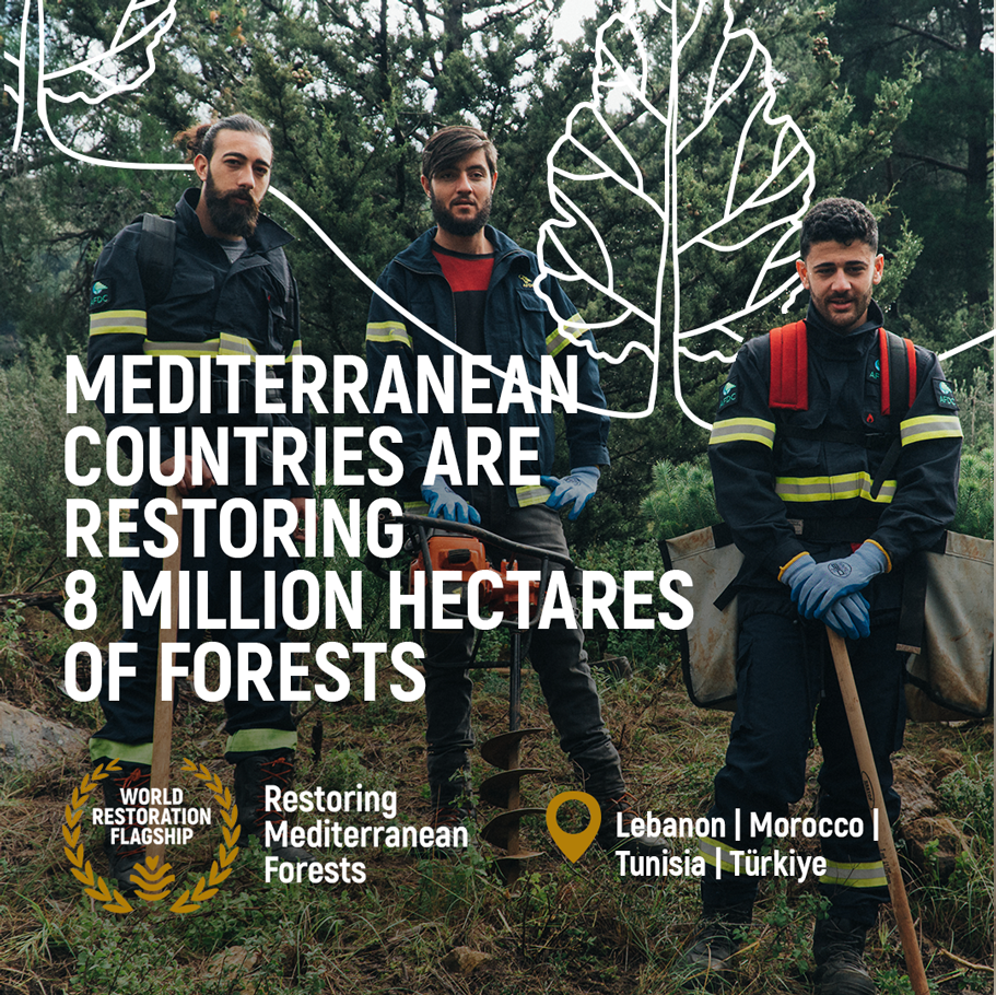 _Restoring_Mediterranean_Forests