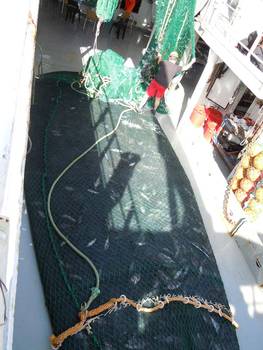Pelagic trawls: what happens?, EAF-Nansen Programme