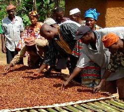 Un groupe de producteurs inspecte le cacao mis sur une plateforme de bamboo pour le séchage.