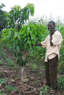 The VOMAGA field officer shows a 4-year old mango tree that was pruned to obtain a better form. New branches have already grown out.