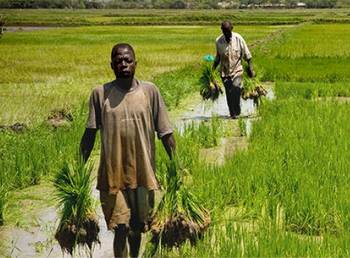 Thiaye, Senegal - A woman watering soil to prepare the ground before planting cabbage © FAO / Olivier Asselin