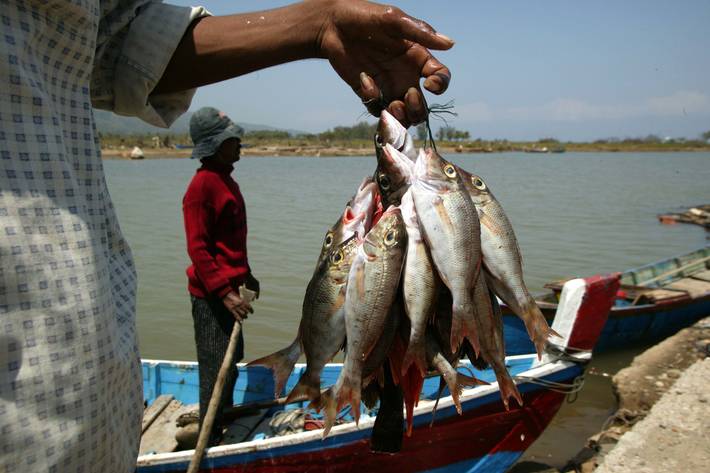 FAO - Noticias: Indonesia y la FAO fortalecen su cooperación en pesca y  acuicultura
