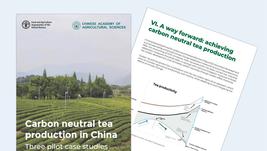 International Tea Day 2023 FAO Food and Agriculture Organization of