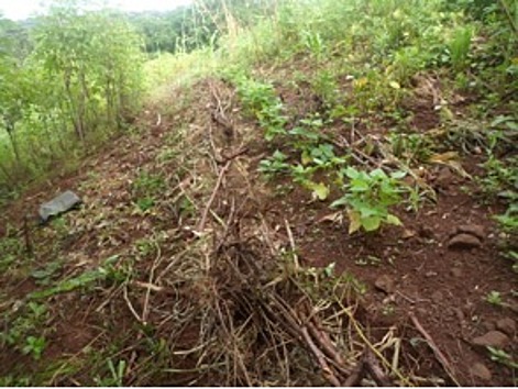 La protección del suelo en zonas con pendiente a través de prácticas  agroecológicas | 2015 International Year of Soils