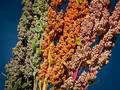 International Congress on Quinoa, “Quino@ndo, From the Andes to Milan and from Milan to the world” –held in Milan, Italy on 30-31 October 2013