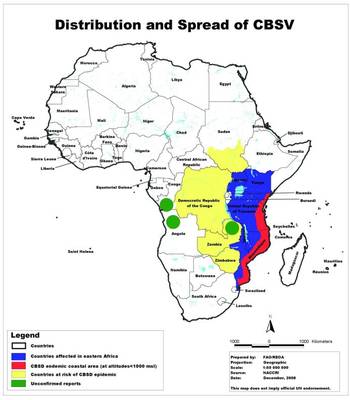 The map illustrates the distribution of CBSV, a viral disease spread mainly through infected planting materials. Symptoms can affect leaves, stems and roots. CVSV is more difficult to diagnose. Definitive signs of root damage appear late, making early positive identification of the disease difficult. Again losses can be close to total in affected fields. Previously (from the 1930s), CBSV was known only in lowland and coastal east Africa (below 800 metres above sea level) and along the shores of Lake Malawi. Since 2004, there have been worrying reports of CBSV inland and at higher altitudes in Uganda, western Kenya and north-western Tanzania.