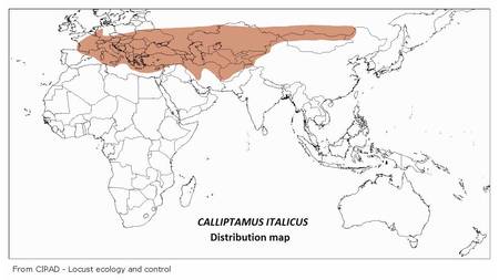 Italian Locust (CIT) | Locust Watch in Caucasus and Central Asia | Food and  Agriculture Organization of the United Nations