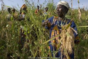 Research & Extension enhance national agriculture research institutions