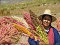 Lancement de l’Année internationale du quinoa