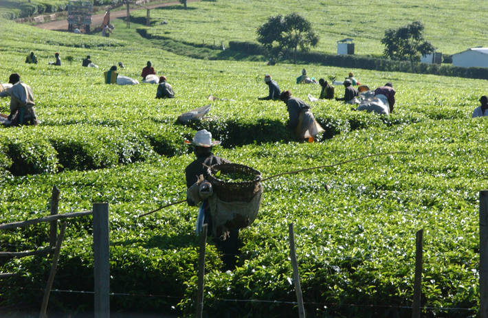 الفاو - مقالات إخبارية: تقرير جديد يشير إلى تزايد الانتاج والاستهلاك العالمي  للشاي بسبب الطلب القوي في الصين والهند