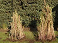 La quinua, un cultivo andino que puede desempeñar un papel importante para erradicar el hambre