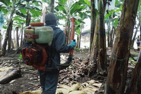 Gestion des pesticides dans le secteur de la banane | Forum Mondial de la  Banane | Organisation des Nations Unies pour l'alimentation et l'agriculture