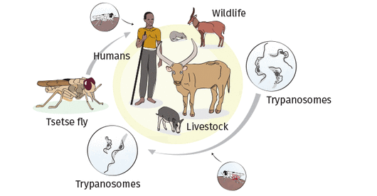 ©FAO/A. K. Kimoto ©FAO/A. K. Kimoto