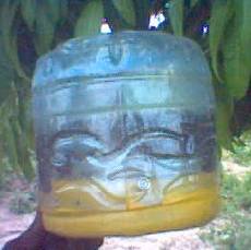Trap made locally from an old plastic container, hanging from a mango tree.