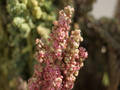 Fourth World Congress on quinoa highlighted the crop’s potential in the fight against hunger