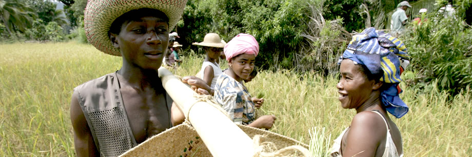 Culture du riz, Madagascar © FAO