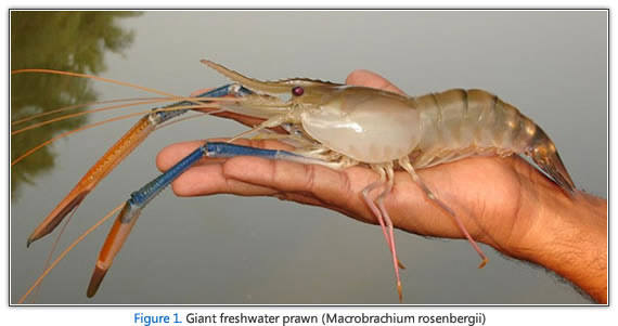 FAO: Giant river prawn home