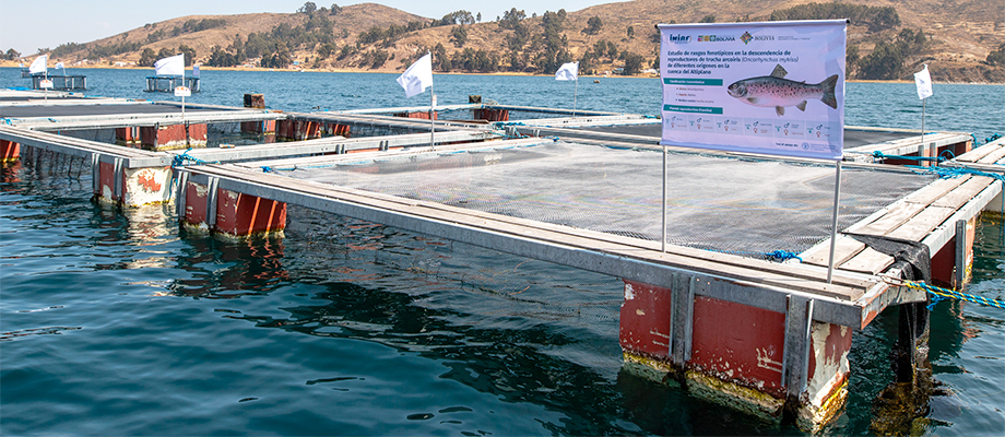 Fish Production Center of the National Institute for Agricultural Innovation, Tiquina, Bolivia © FAO/Max Valencia