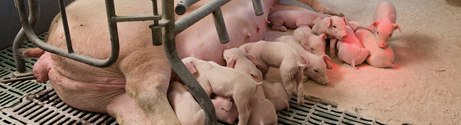 Cerdos | Sistemas pecuarios | Organización de las Naciones Unidas para la  Alimentación y la Agricultura