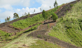 Une bonne gouvernance stimule la régénération des forêts aux Philippines