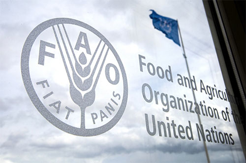 للإتصال بنا | FAO | منظمة الأغذية والزراعة للأمم المتحدة