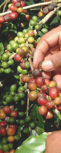Picking coffee beans © FAO